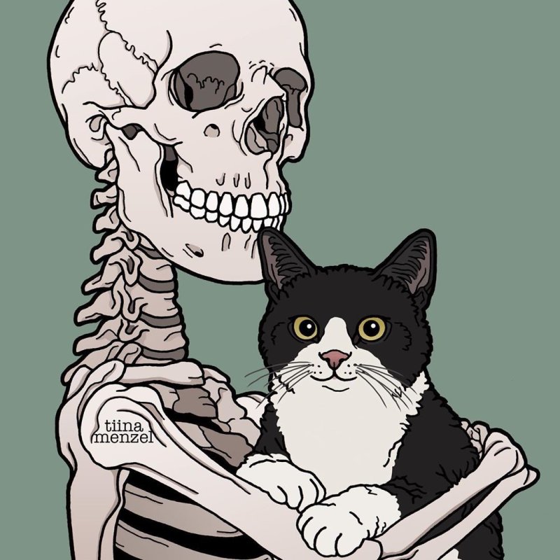Скелет кота