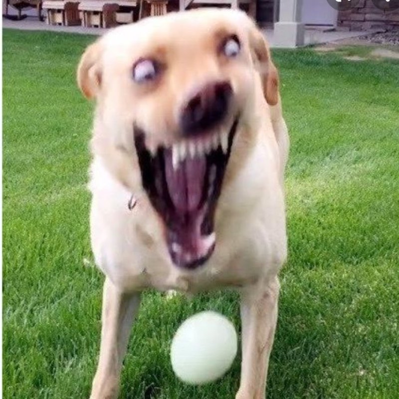 Смешные собаки