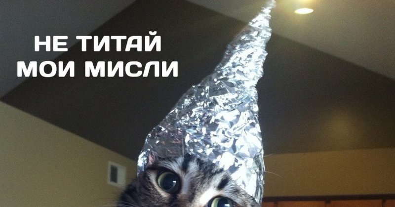 Котик в шапке из фольги