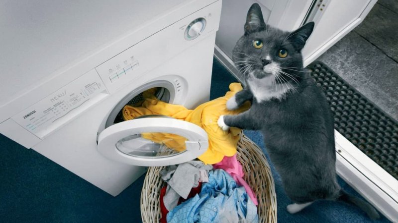 Кот убирается