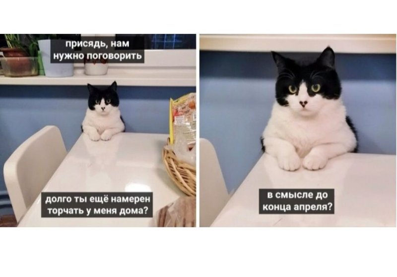 Кот хозяин Мем