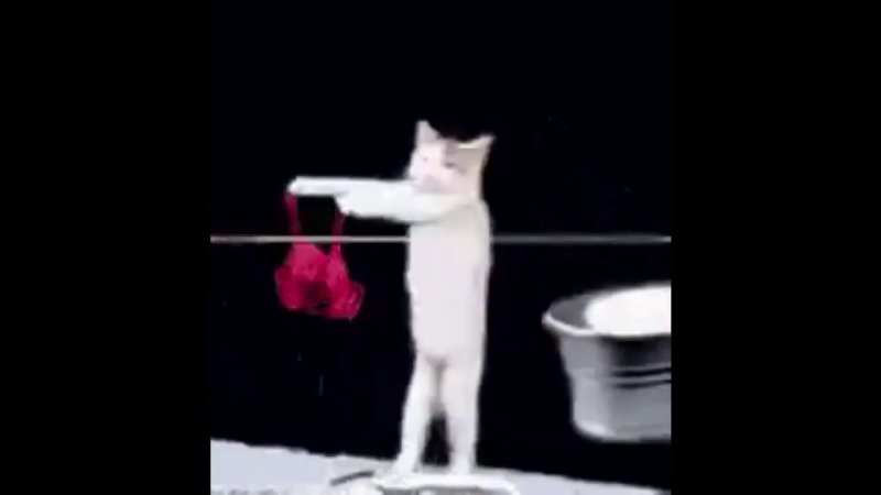 Кот стирает белье Мем