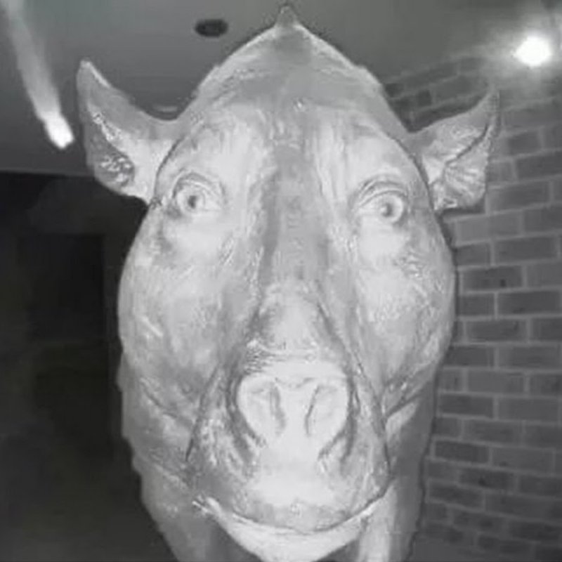 Свиная голова страшная