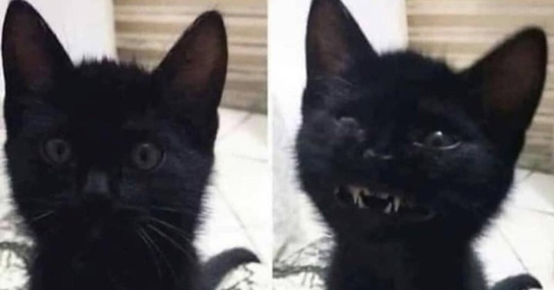 Черный кот с улыбкой