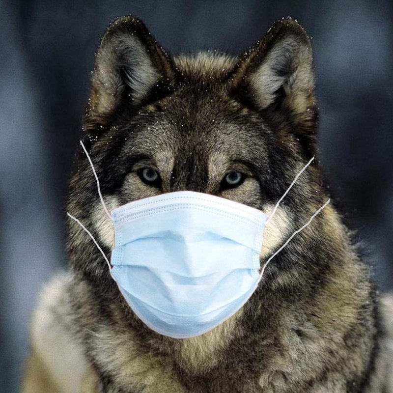 Волк в медицинской маске