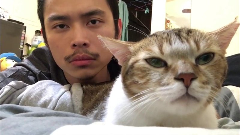 Китайский узкоглазый кот