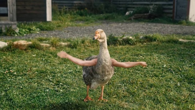 Гусь танцует