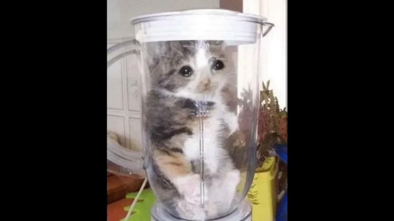 Включай Мем с котиком