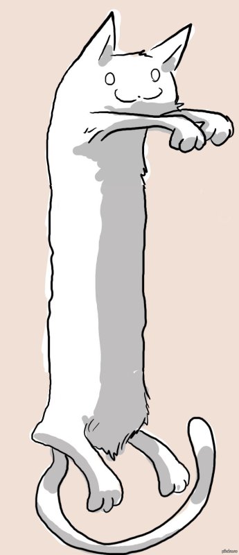 Длинный котик