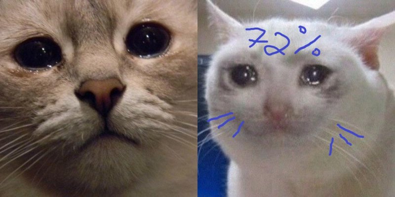 Кот плачет Мем