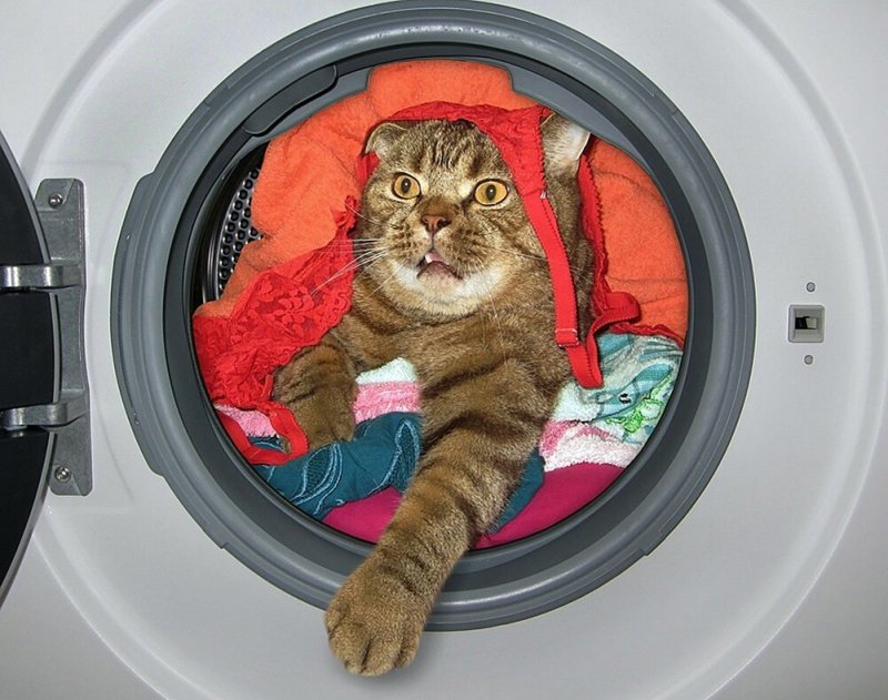 Постирали котенка в стиральной машине
