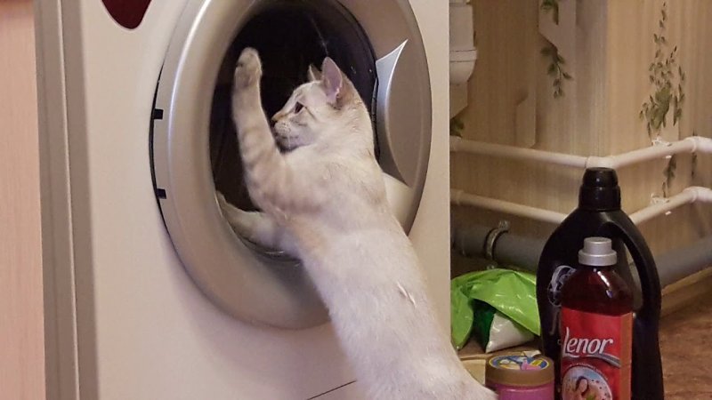 Кот стирает