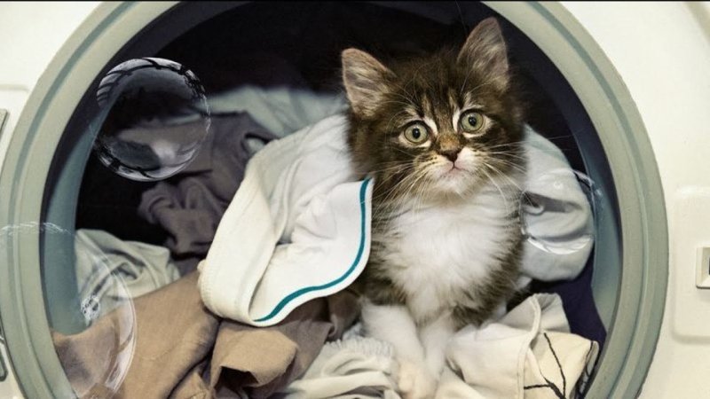 Кот Прачечная