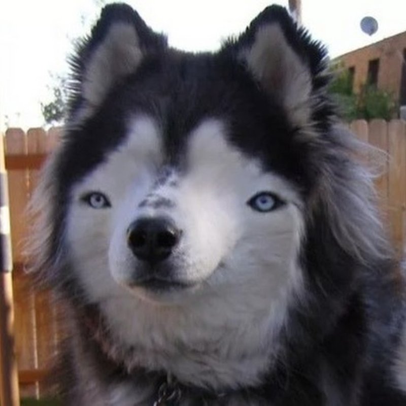 Пикчи с собаками смешные