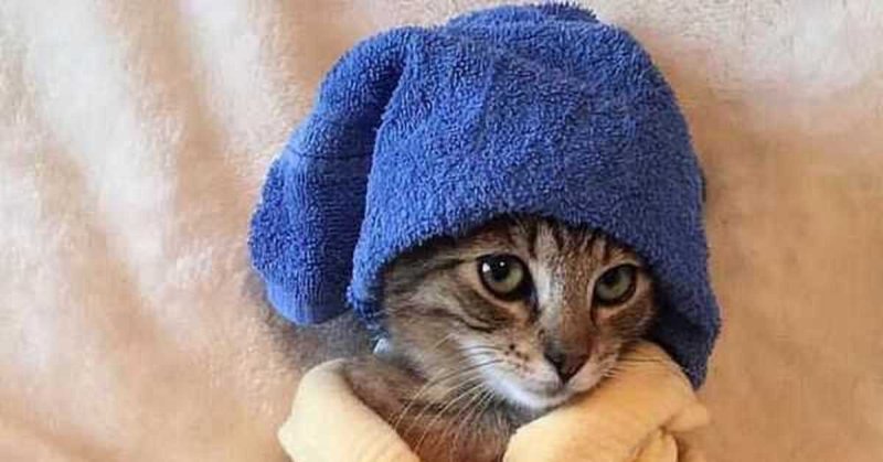 Котенок в полотенце