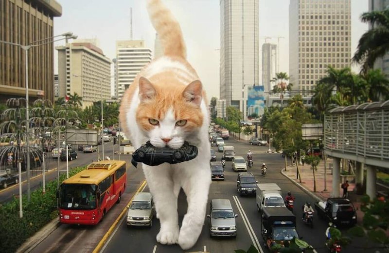 Кот огромный