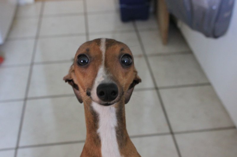 Виноватый щенок