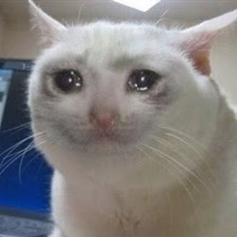 Приемлемо кот