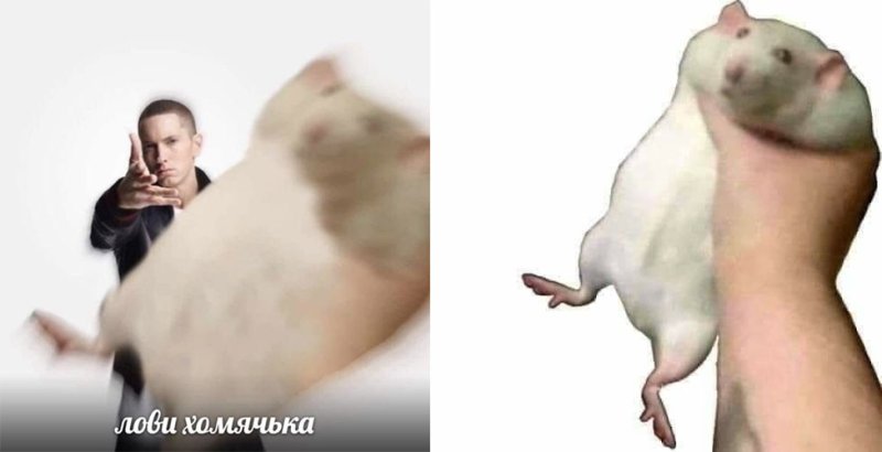 Лови хомяка