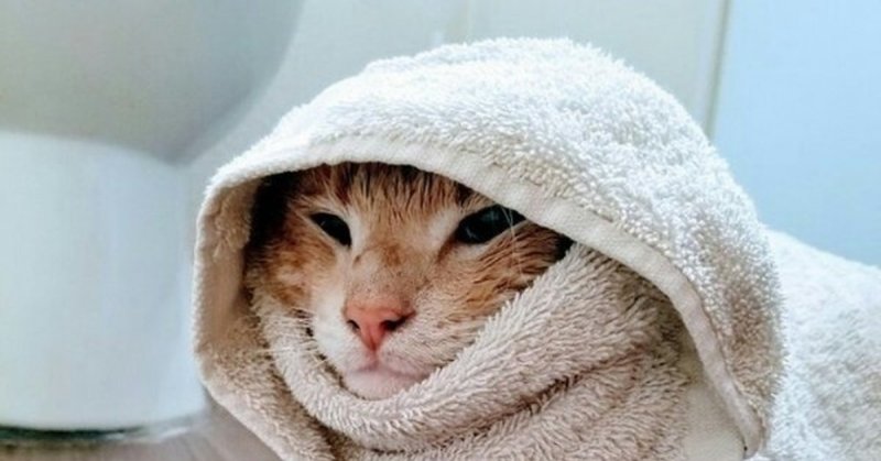 Кот в одеяле