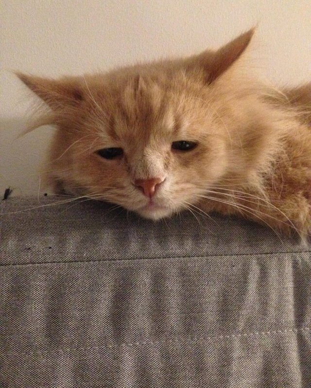 Коты в депрессии