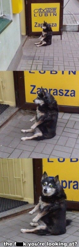 Собака сидит на попе