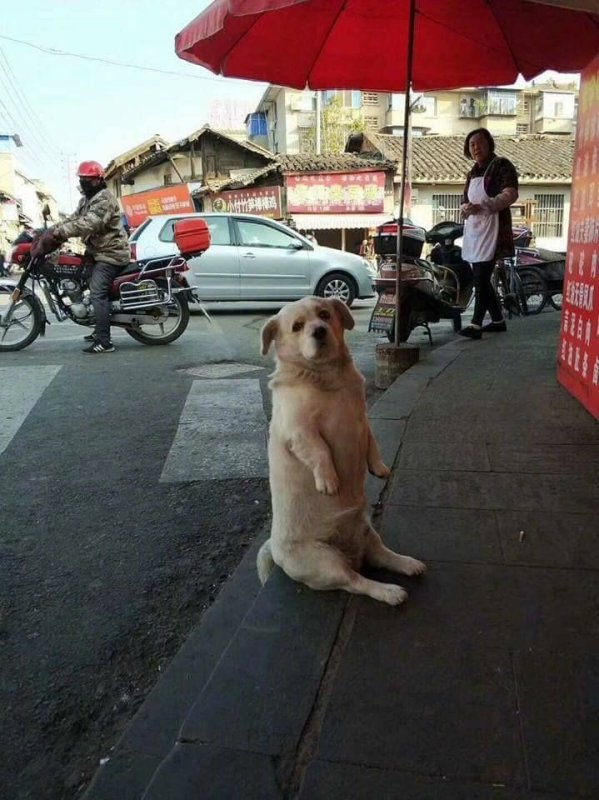 Собака смешно сидит