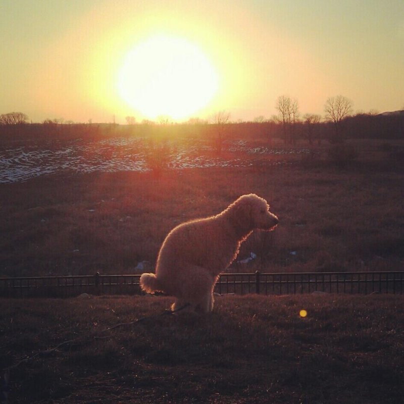 Собака на закате солнца