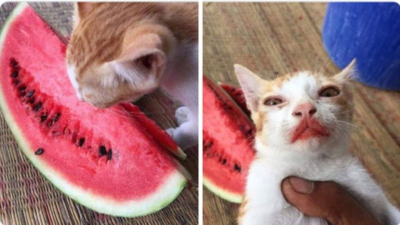 Котенок и Арбуз