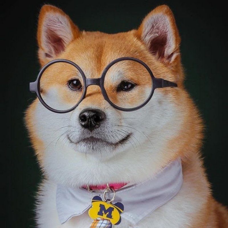 Шиба ину Самурай