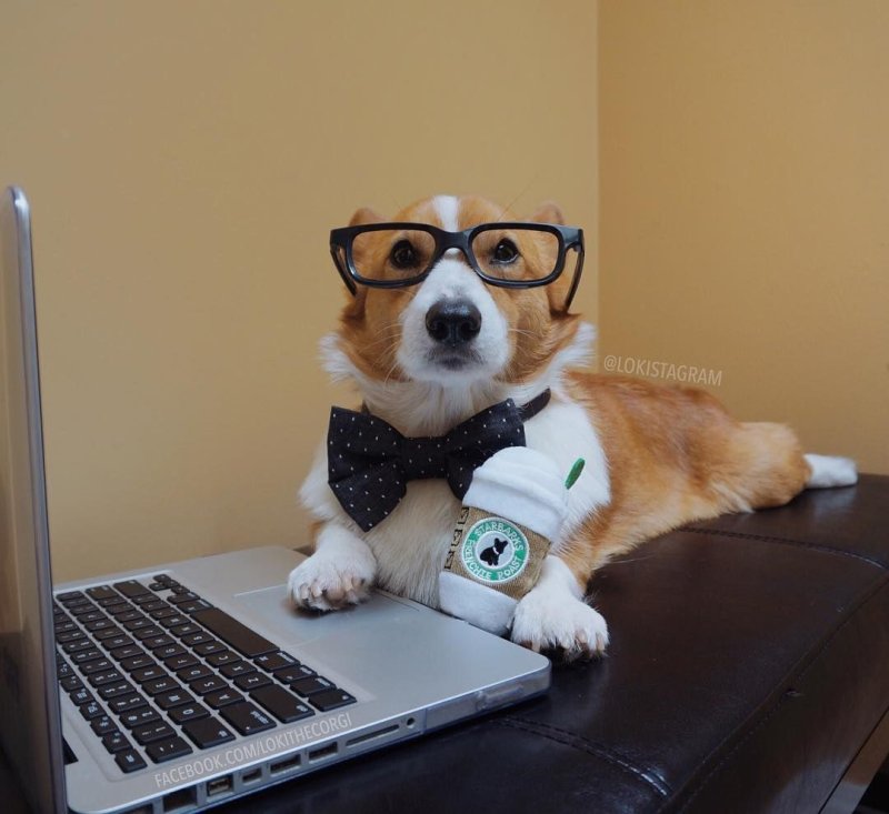 Корги и компьютер