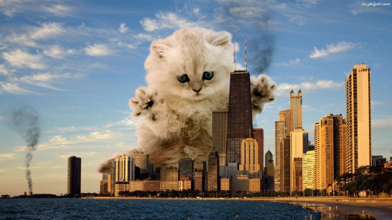 Огромный кот в городе