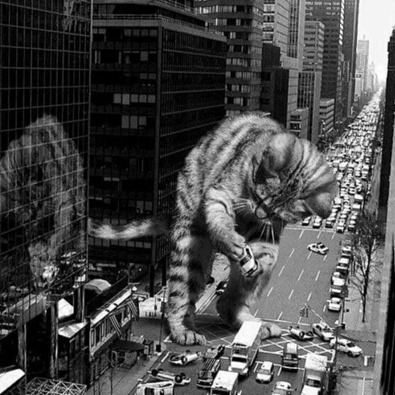 Гигантские коты в городе