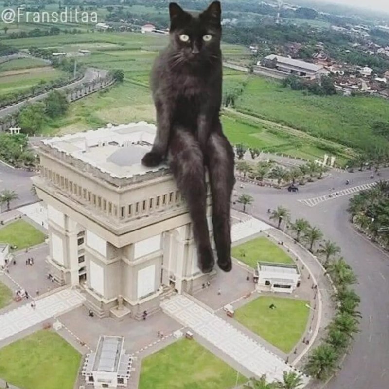 Франсдита Муафидин коты