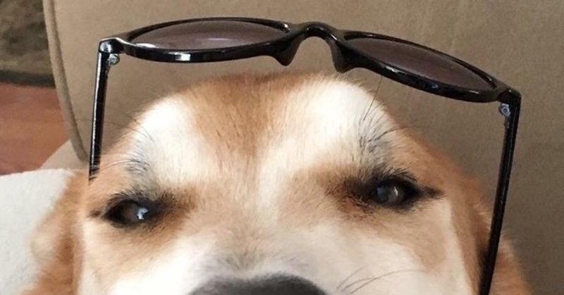 Морда пса в очках