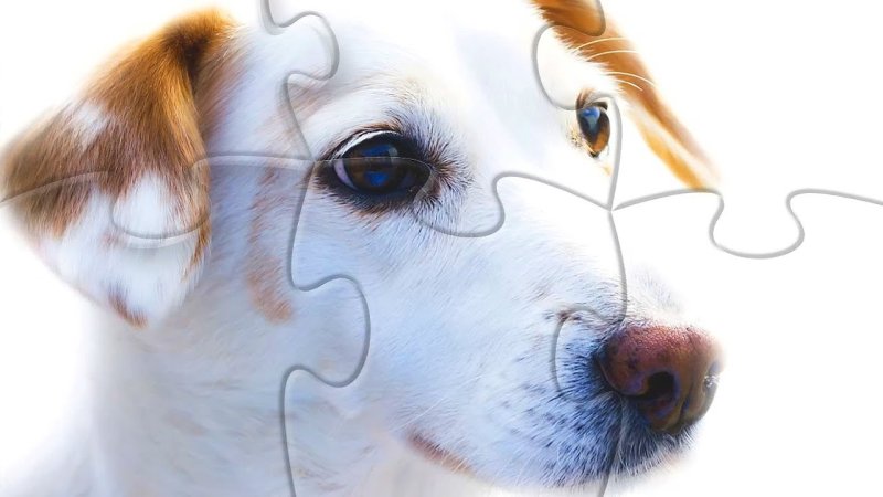 Пазл собачка