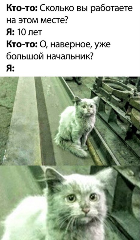 На завод Мем коты