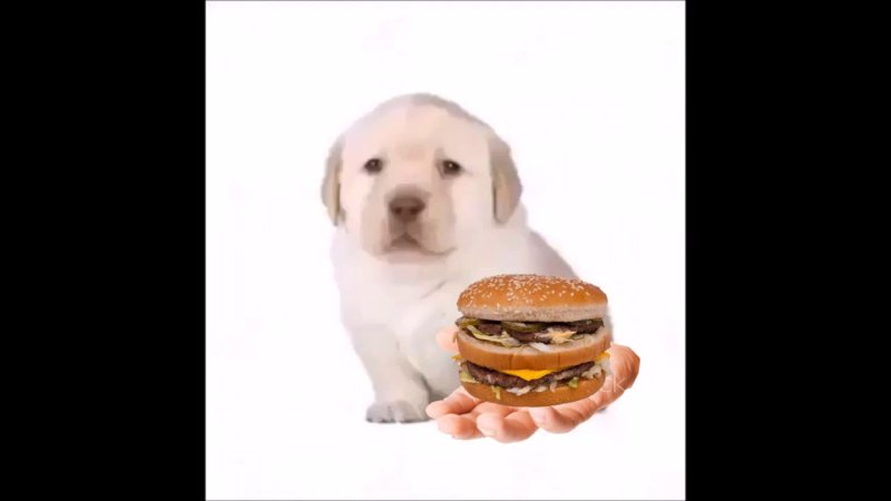 Щенок предлагает Мем