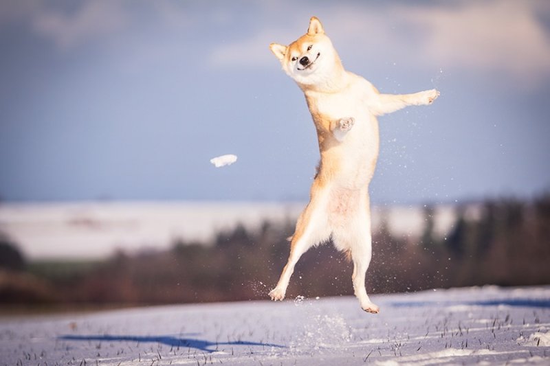 Собака радуется снегу