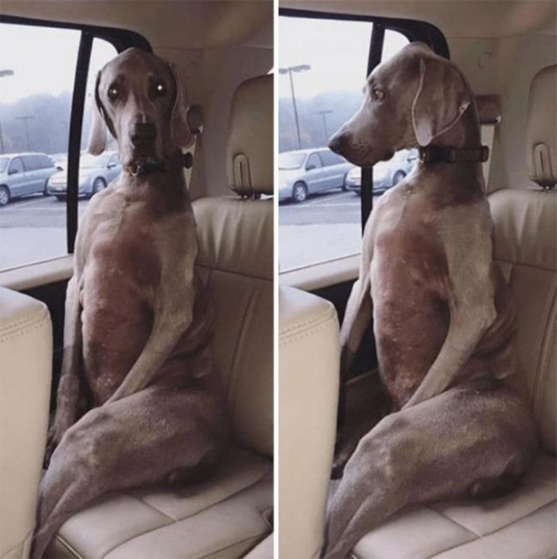 Осанка собаки