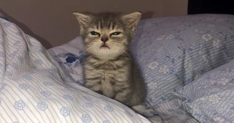 Котенок проснулся