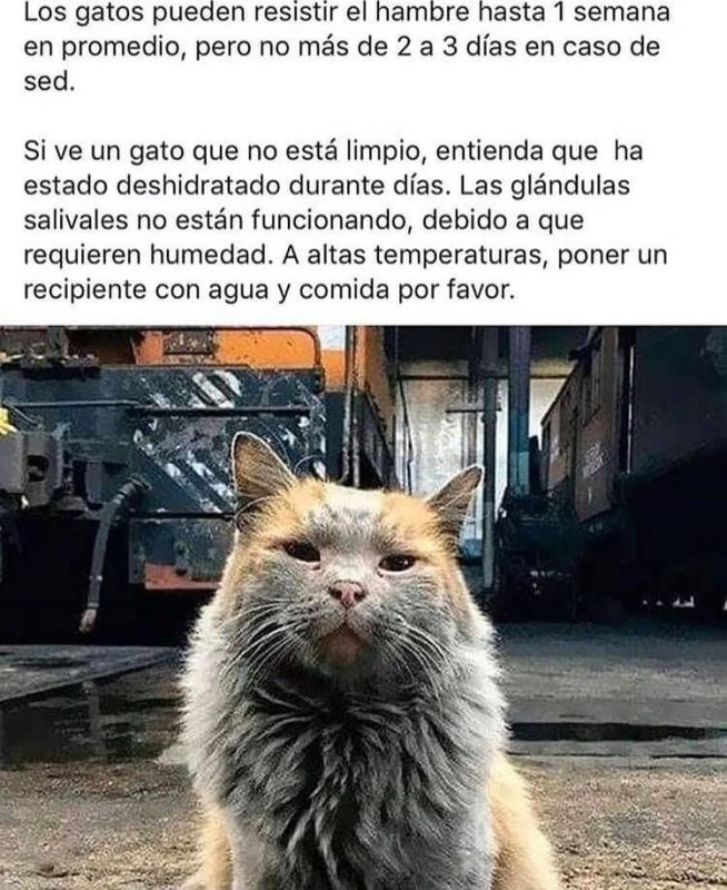 Грязный кот на заводе