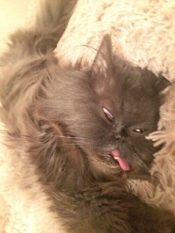 Не проснувшийся кот