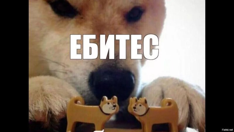 Мем собака с двумя игрушечными