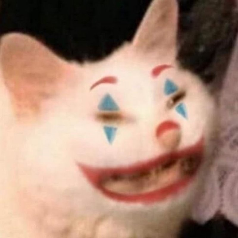 Кот с клоунским носом