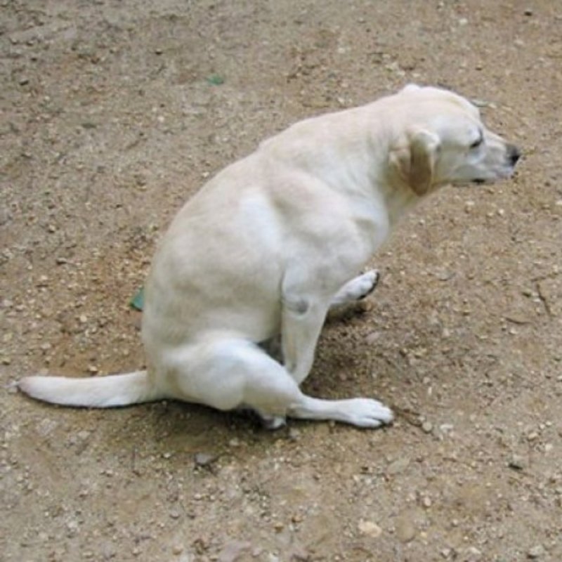 Собака ездит на попе по ковру