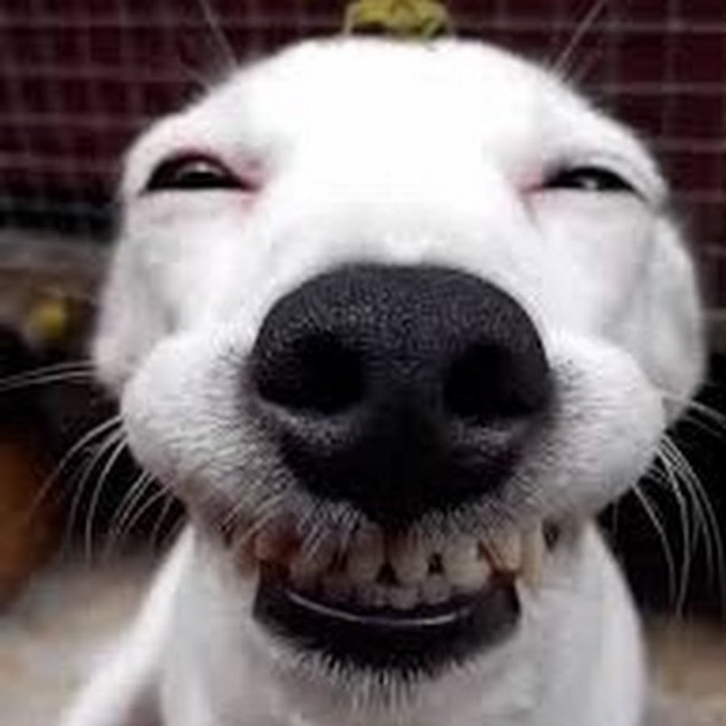 Улыбающийся пес