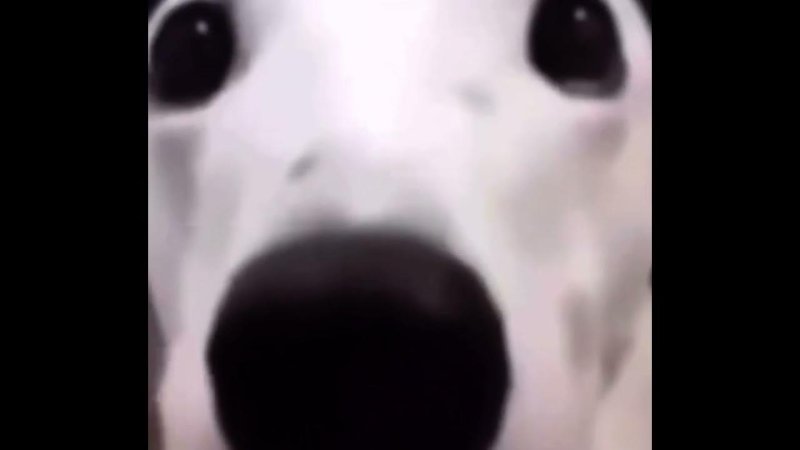 Собака с зубами Мем