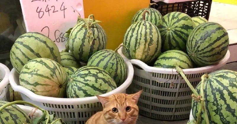 Коты и арбузы