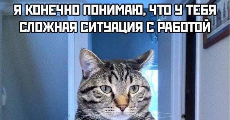 Мемы про завод с котиками
